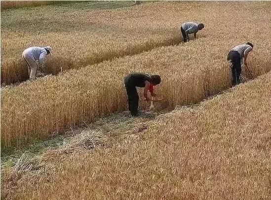 梦到割麦是什么意思_割麦梦境预示什么