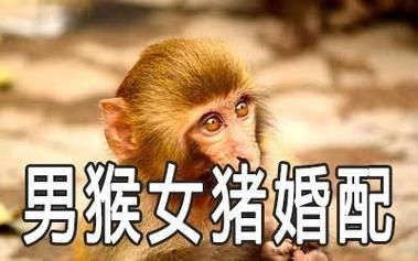 猴子跟猪属相合不合_婚姻财运怎么样
