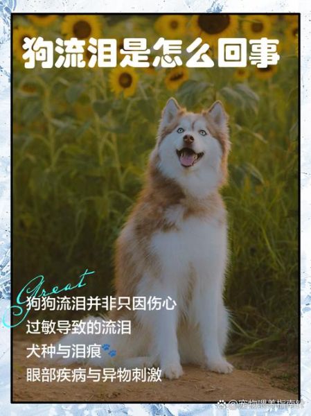 梦到狗在哭是什么意思_梦见狗哭预示着什么