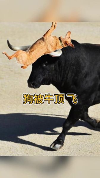 梦到狗牛是什么意思_梦到狗牛预示什么
