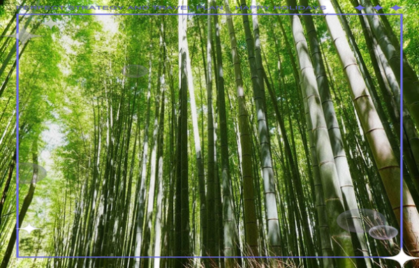 梦到偷竹子是什么意思_偷竹子梦境解析