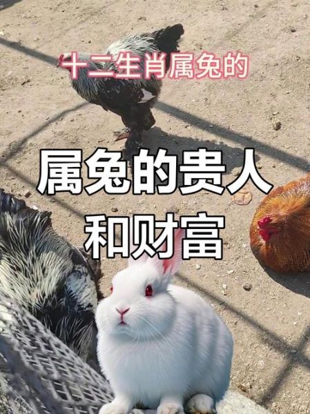 兔子财运如何提升_老鼠财运提升方法