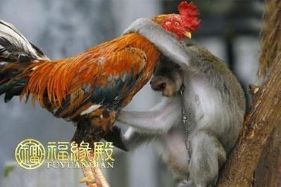 鸡和猴的属相合不合_婚姻配对好吗