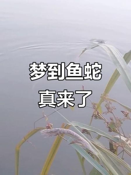 梦到蛇和鱼是什么意思_梦见蛇和鱼同时出现预示什么