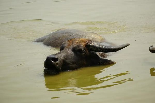 梦到牛在水里是什么意思_牛在水里游泳预示什么