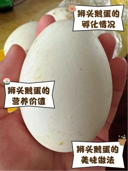 梦到鹅下蛋什么意思_梦见鹅下蛋是吉兆吗