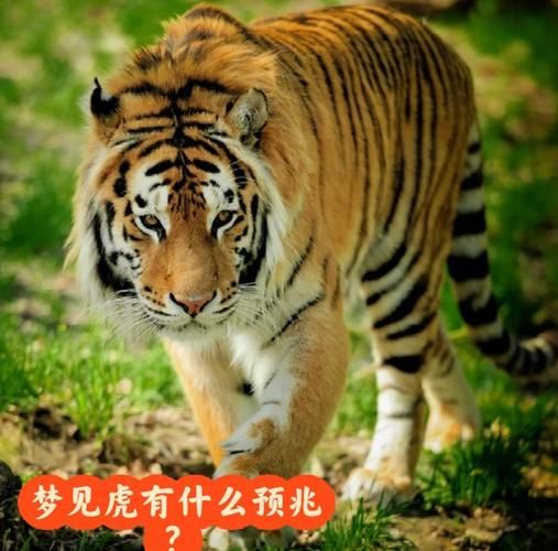 梦到老虎什么意思_梦见老虎是吉是凶