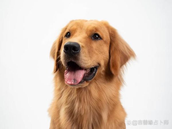 养狗对运势好吗_养狗能改风水吗