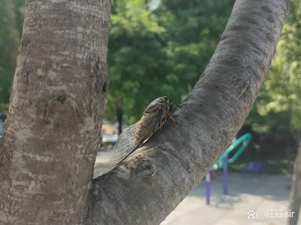 梦到树没了_树在梦里消失预示什么