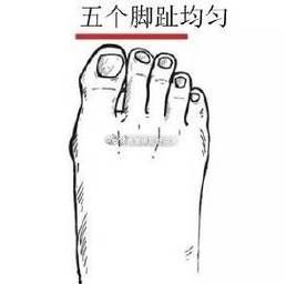 脚趾形状看财运_脚指长短与财富关系