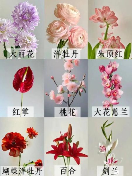 改变财运花有哪些_改变财运花怎么摆放