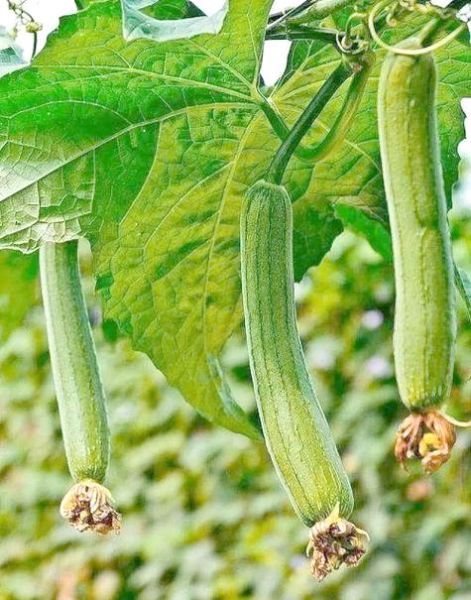 梦到丝瓜是什么意思_梦见丝瓜的预兆