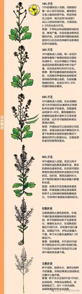 梦见油菜是什么意思_梦见油菜预示着什么