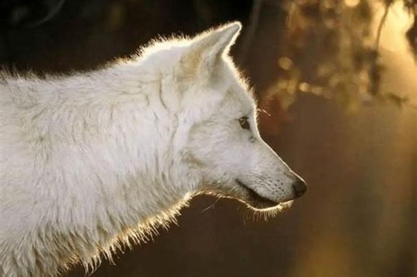 女生梦到狼是什么意思_梦到狼预示着什么