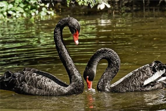 梦到天鹅是什么预兆_梦见天鹅代表什么含义