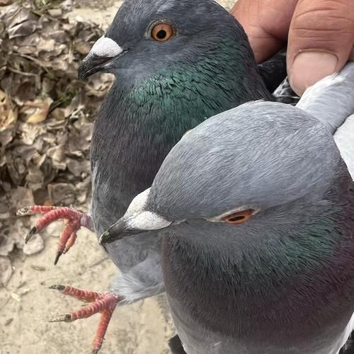 梦到杀鸽子是什么意思_梦见杀鸽子预示什么