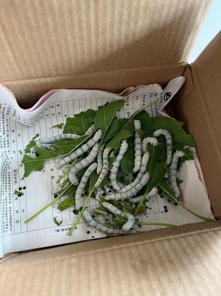 梦到结茧是什么意思_梦到结茧预示什么