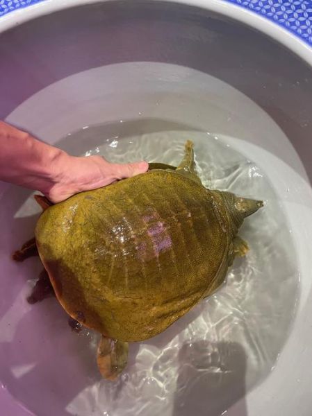 梦到甲鱼是什么意思_周公解梦甲鱼预示什么