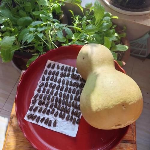 梦到种葫芦是什么意思_种葫芦梦境解析