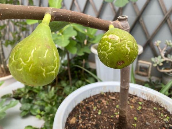 梦到无花果熟了是什么意思_梦见无花果熟了预示什么