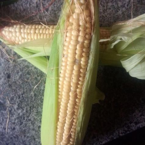 梦到掰棒子是什么意思_梦见掰玉米棒子预示什么