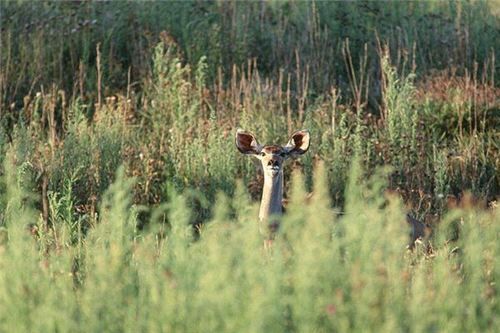 梦到小路是什么意思_小路梦境解析