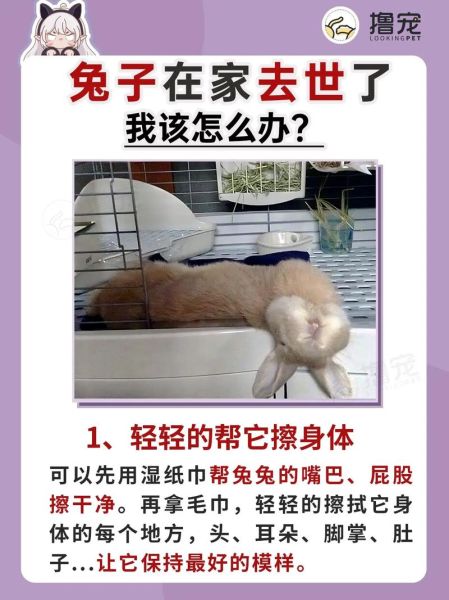 梦到兔子死了是什么意思_梦见兔子死了预示什么