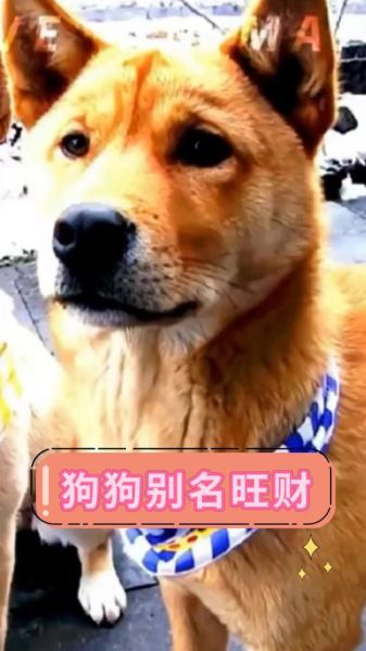 养狗会带来财运吗_家里养狗招财风水布局