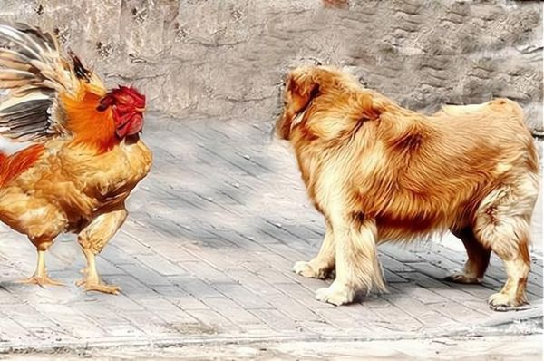 属猪和属狗哪个属相好_谁更适合做伴侣