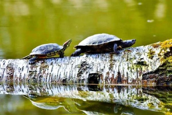 孕期梦到乌龟是什么意思_孕妇梦见乌龟生男生女