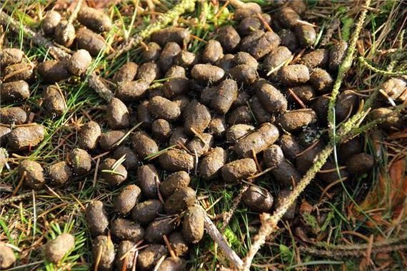 梦到牛屎是什么意思_梦见牛屎代表什么