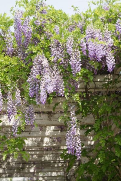 梦到很多花是什么意思_花梦解析与心理暗示