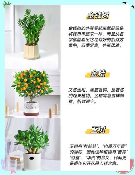 象征财运的花有哪些_如何摆放招财