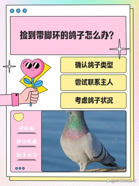 捡到鸽子是财运吗_捡到鸽子有什么预兆