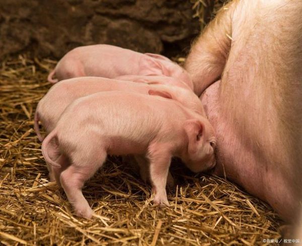 母猪生一个猪仔运势_母猪只生一头猪仔吉凶