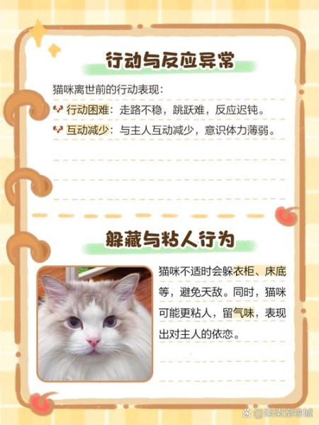 梦到猫死了_梦见猫死了预示什么