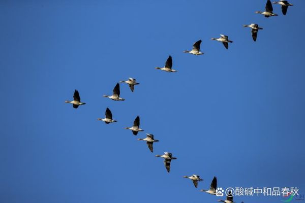 梦到大雁是什么意思_梦见大雁飞走代表什么