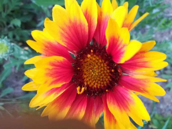 梦到堂姐是什么意思_为什么会梦见堂姐