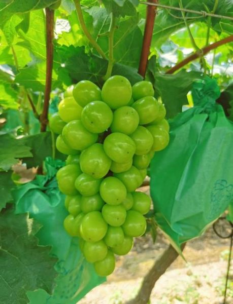 梦到青葡萄是什么意思_梦见青葡萄预示什么