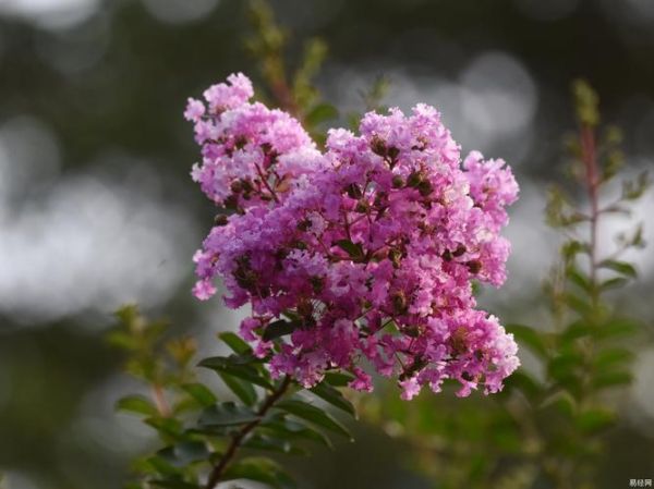 紫薇免费今日运势_今日运势准吗