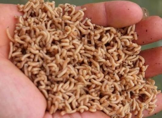 梦到饭里有虫子是什么意思_梦见饭里有虫子预示什么