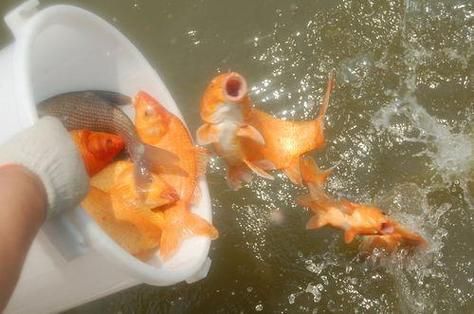 梦到鱼仙是什么意思_鱼仙托梦预示什么