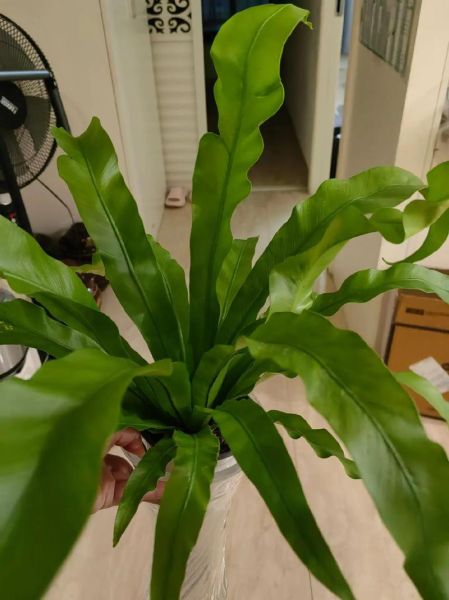 梦到除杂草是什么意思_如何解梦除杂草