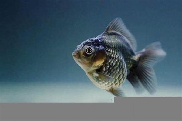 属相养鱼禁忌_哪些生肖适合养鱼