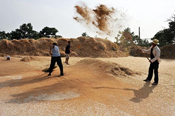 梦到晒麦子是什么意思_梦见晒麦子预示什么