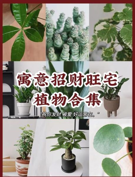 招财植物有哪些_摆放位置怎么选