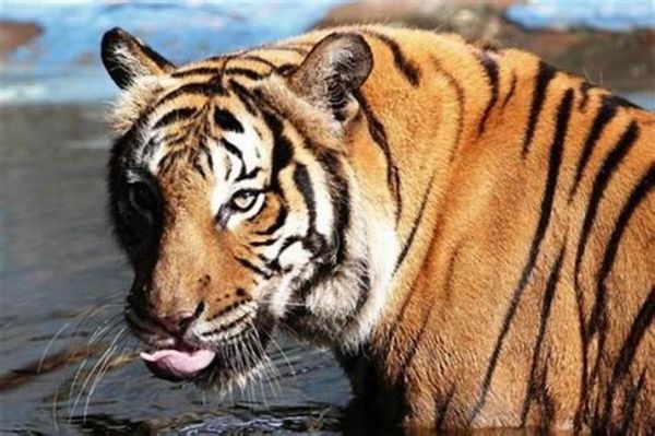 梦到老虎扑向自己_梦见老虎攻击我什么意思