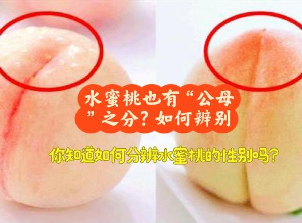 梦到水蜜桃是什么意思_梦见水蜜桃是吉兆吗