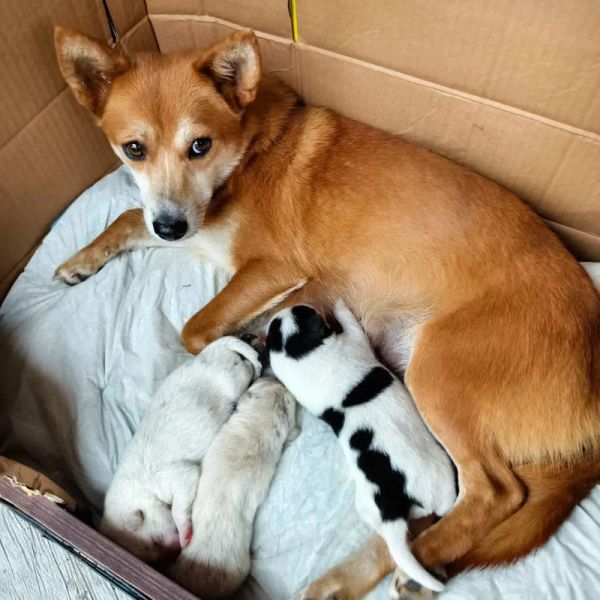 梦到救助流浪狗_意味着什么