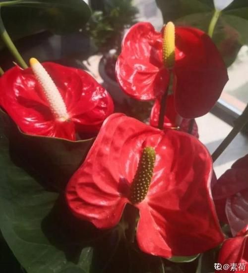 西晒影响财运吗_如何化解